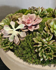 Preserved Moss Arrangement With Small and Large Succulents in Grey Round Cement Newport 