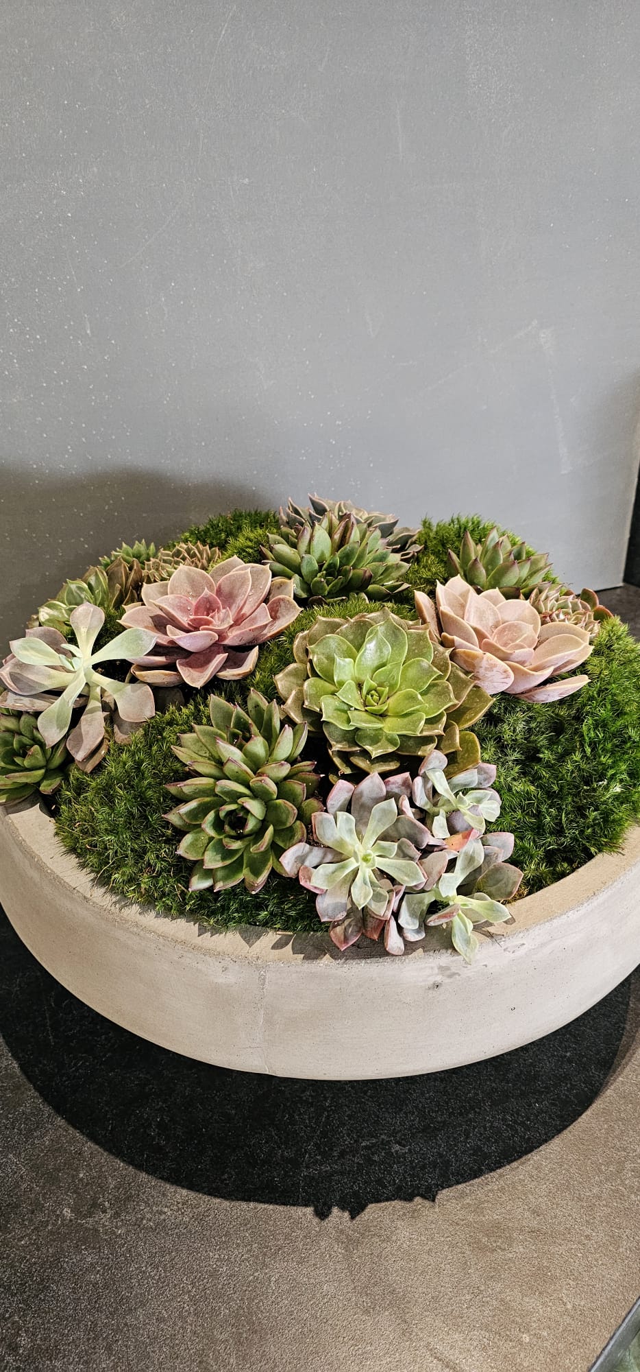 Preserved Moss Arrangement With Small and Large Succulents in Grey Round Cement Newport 