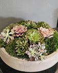 Preserved Moss Arrangement With Small and Large Succulents in Grey Round Cement Newport 