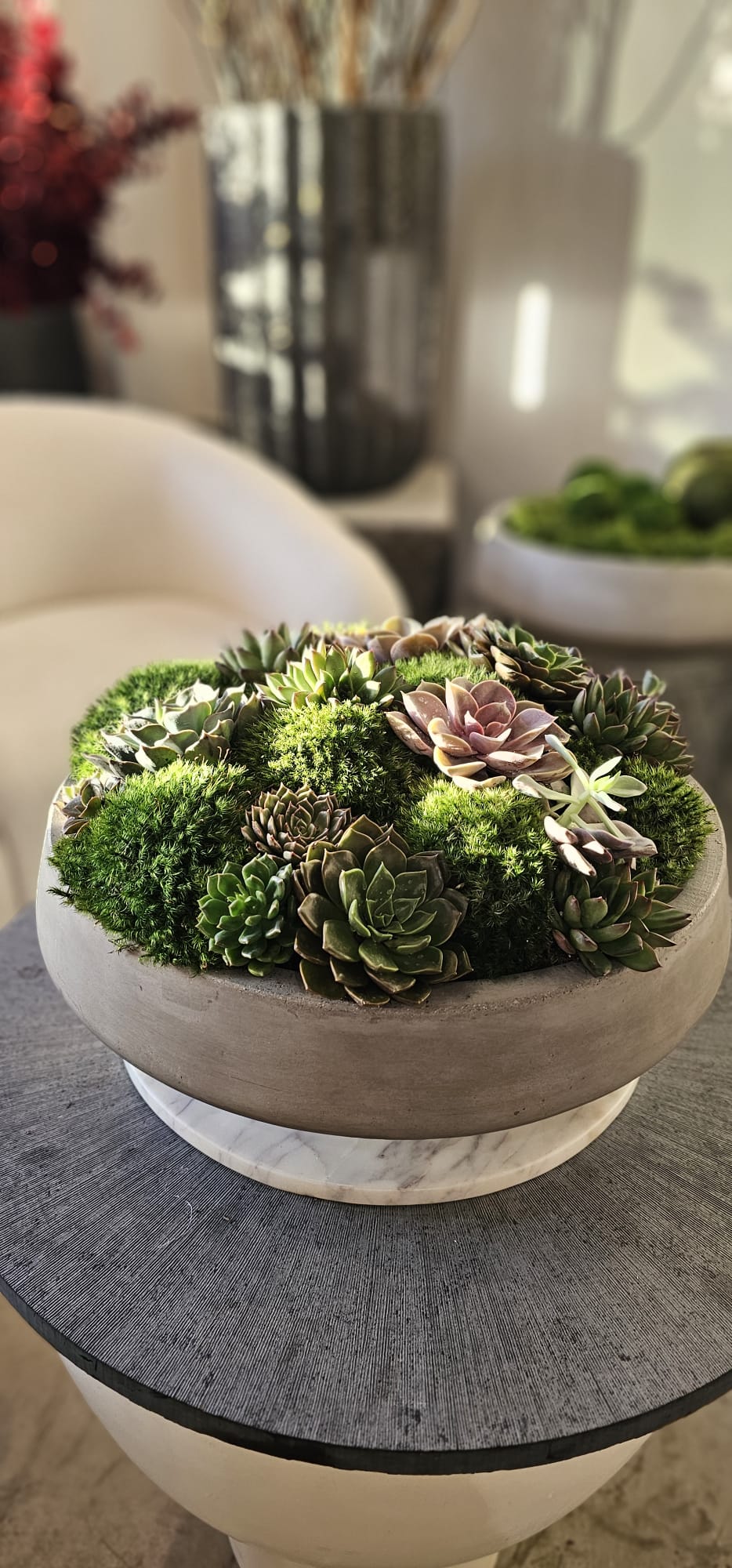 Preserved Moss Arrangement With Small and Large Succulents in Grey Round Cement Newport 