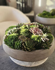 Preserved Moss Arrangement With Small and Large Succulents in Grey Round Cement Newport 