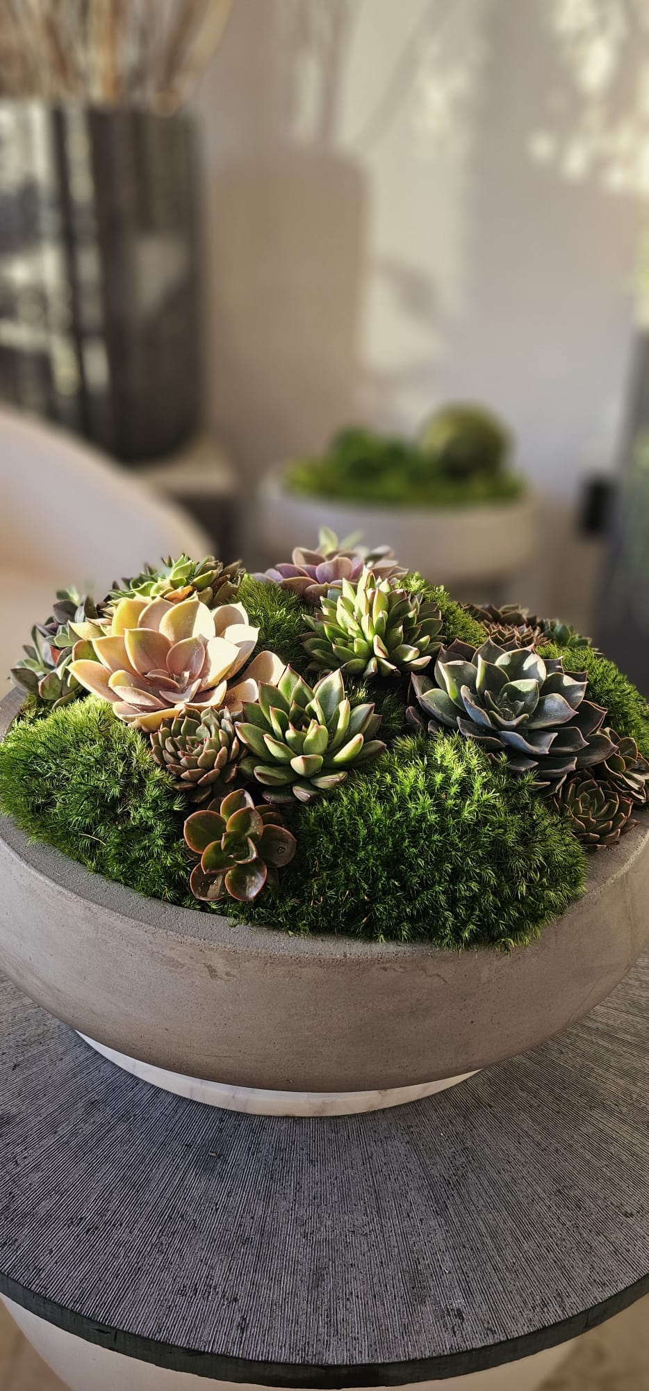 Preserved Moss Arrangement With Small and Large Succulents in Grey Round Cement Newport 