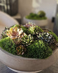 Preserved Moss Arrangement With Small and Large Succulents in Grey Round Cement Newport 