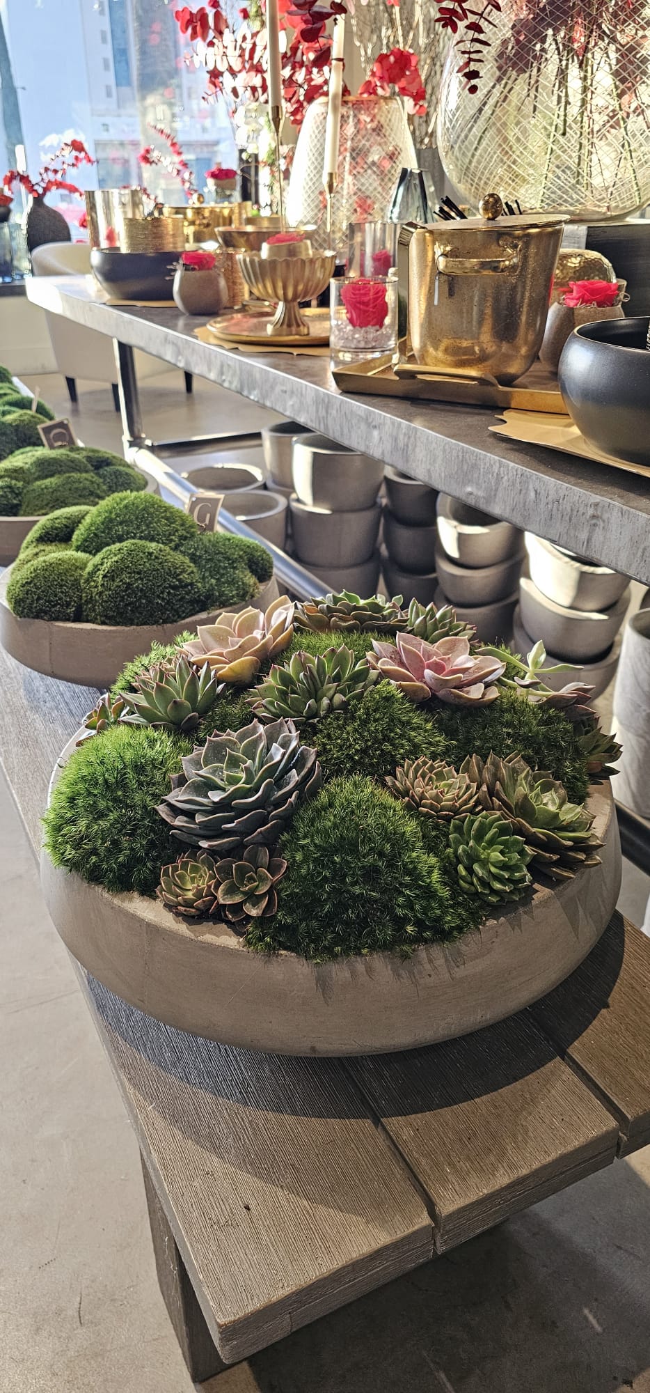 Preserved Moss Arrangement With Small and Large Succulents in Grey Round Cement Newport 