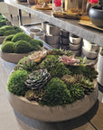 Preserved Moss Arrangement With Small and Large Succulents in Grey Round Cement Newport 