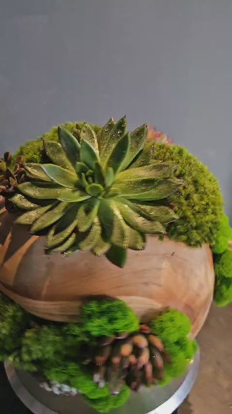 Preserved Moss Arrangement With Succulents in Wood Ball Video