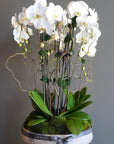 Orchids and Moss Arrangement