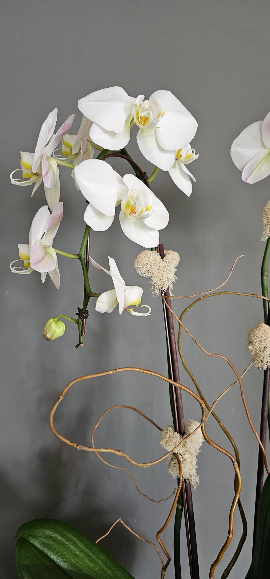 White Orchids in Grey Cement Boat 