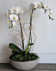 White Orchids in Grey Cement Boat 