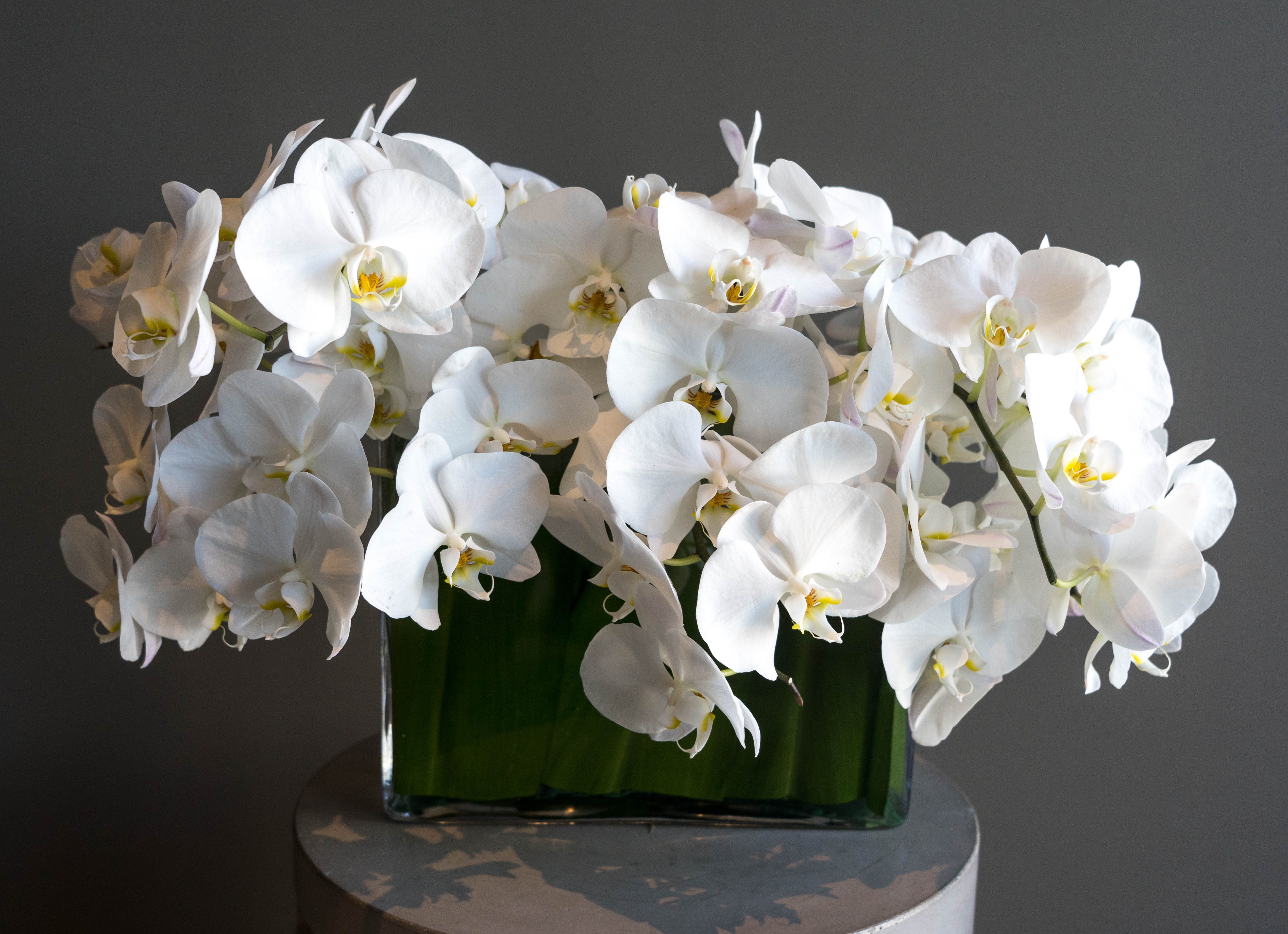 Orchid Arrangements - The Campbell