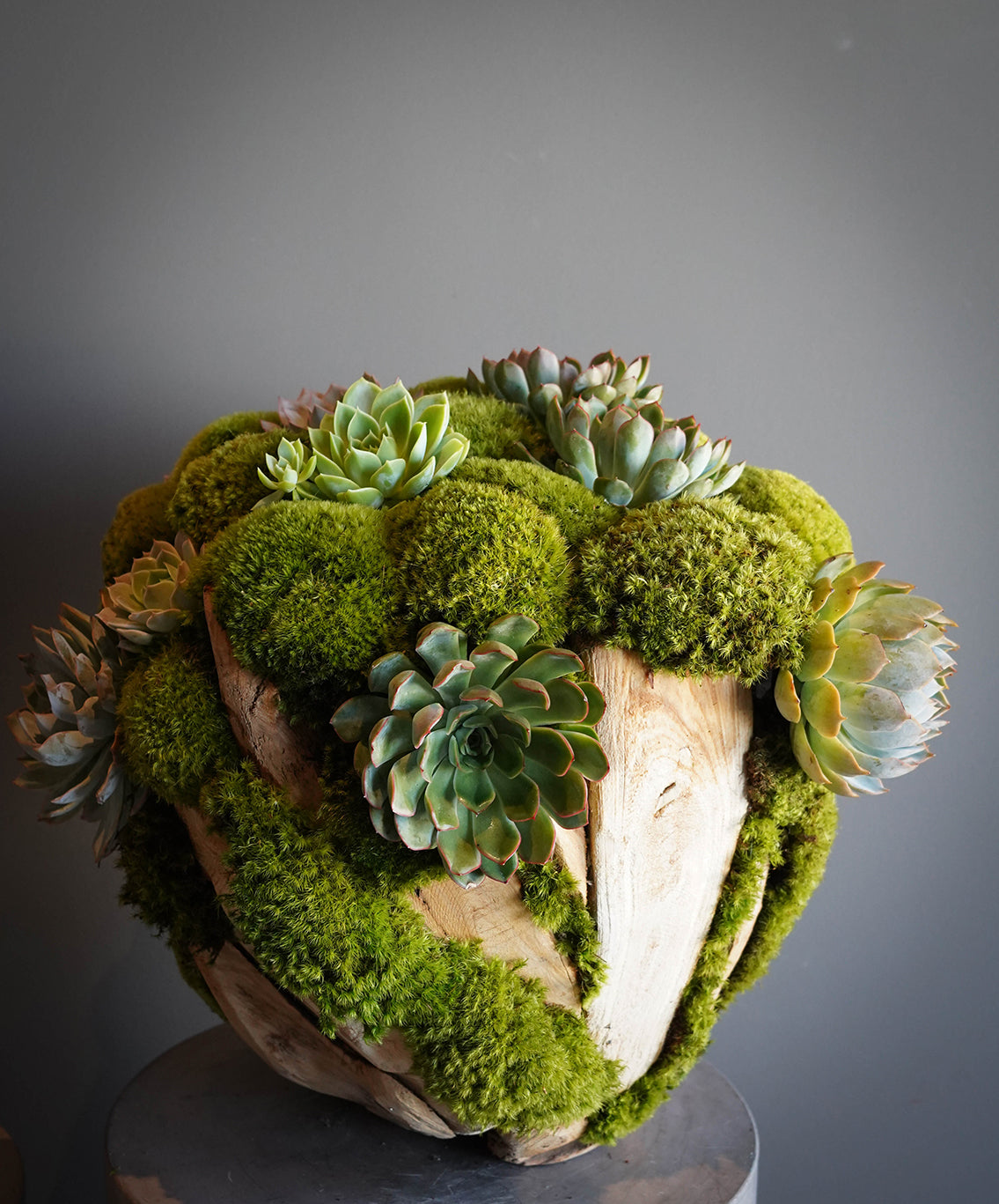 Succulent Arrangement and Preserved Moss